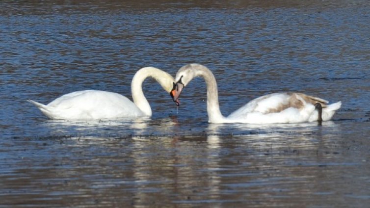20 лебеди зимуват в красивия Пловдив