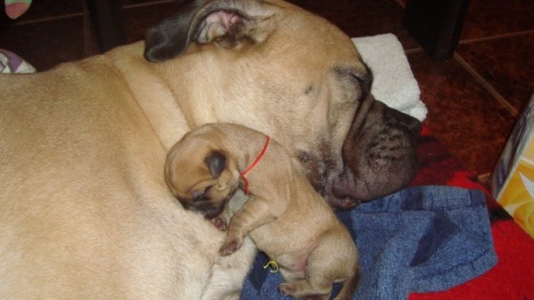 Задигнаха две малки кученца от дома на собственика им