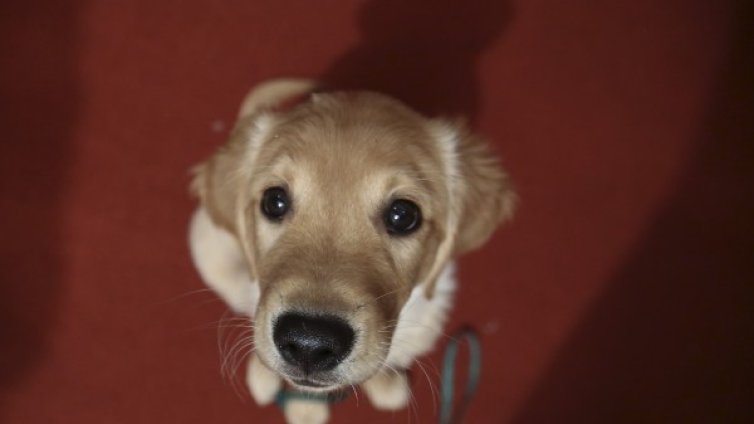 Няма бау, няма мяу: Кучетата &ndash; по-глезени от котките