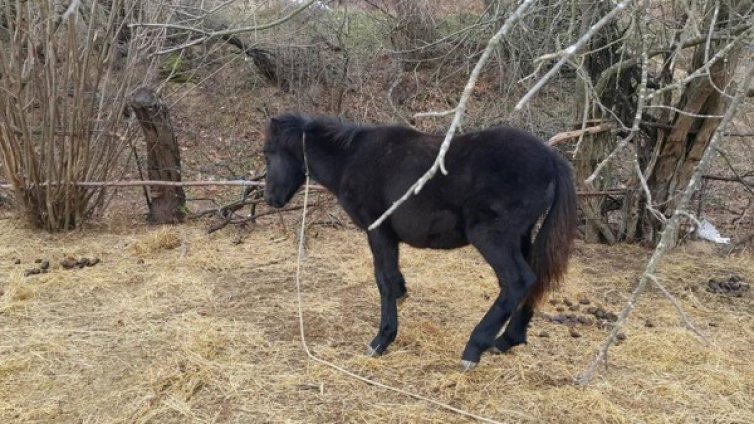 Четири кончета и две кучета &ndash; на гилотината. Кой ги уби?