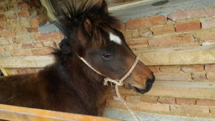 БАБХ за убитите кончета: Спазили сме закона