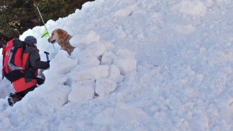 40 души с кучета дирят затрупания от лавина на Рила