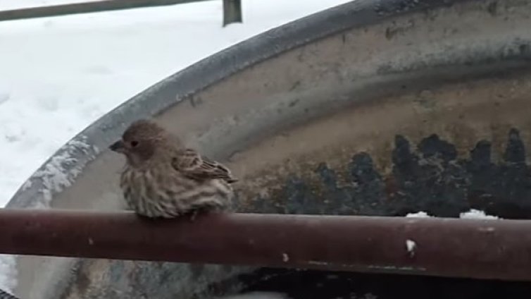 На всички им е студено: Спасяване на врабче за начинаещи
