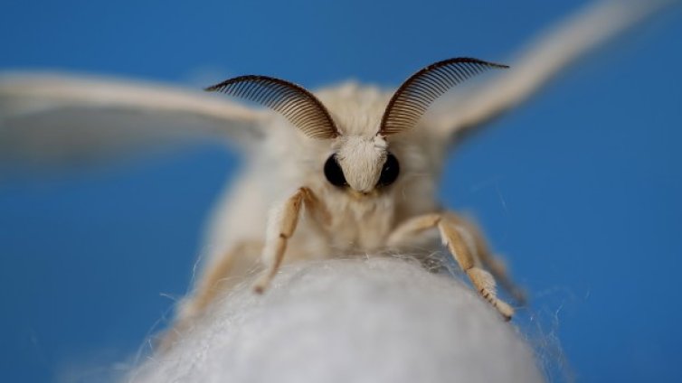 Тръмп мания: Кръстиха молец на US президента