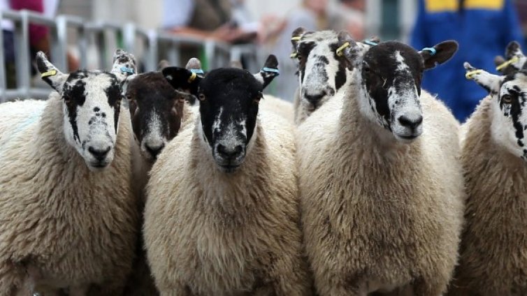 Чиновници и овце: Как животните страдат заради грешка?