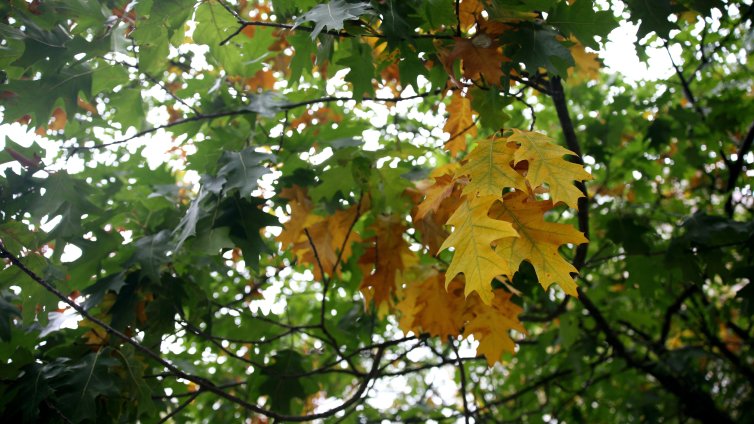 Предимно облачно остава времето и в четвъртък, на места ще превали