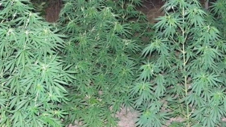 Хванаха македонец с 160 кг марихуана на ГКПП "Златарево"