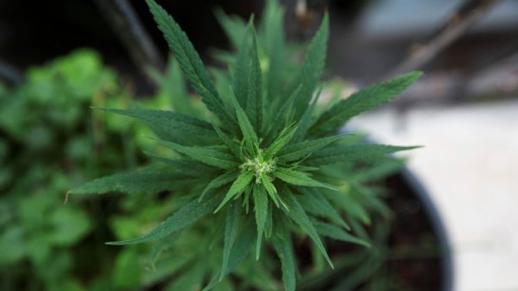 Унищожава ли марихуаната мозъчни клетки?