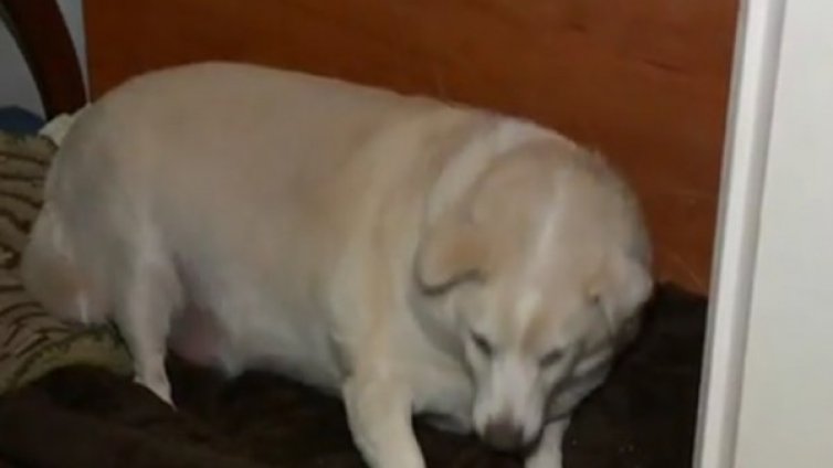 Подслон на бездомни кучета &ndash; хит в социалните мрежи