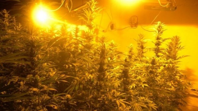 "Разбиха" лаборатория за канабис в Раднево