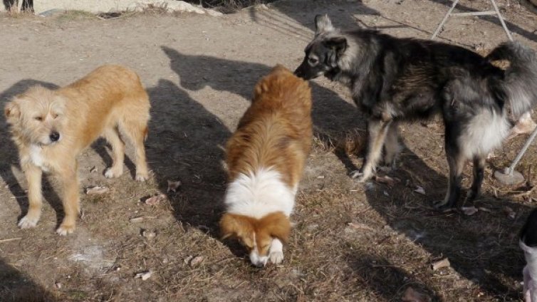 София харчи 2 млн. за бездомни кучета, но за какво?