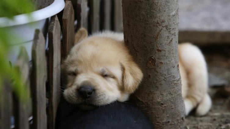 Фактите говорят: Собствениците на кучета &ndash; по-секси