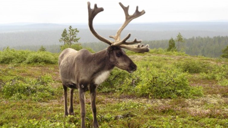 Елените от МОЛ-а се преместиха в родопско село