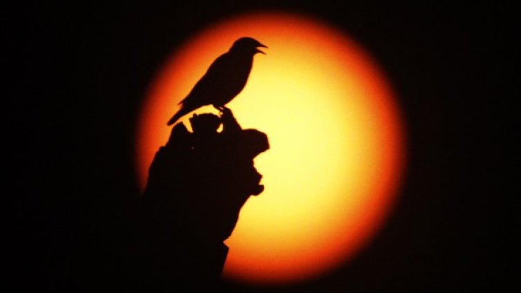 Знаете ли, че... Един ден на Венера е равен на 243 дни на Земята?