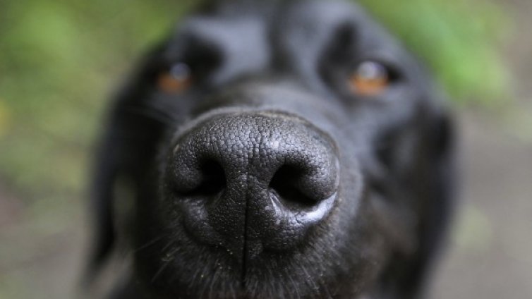 Домоуправители обхождат входове, търсят домашни кучета