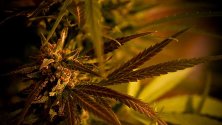 Британец с половин кило трева сгащен в Търново