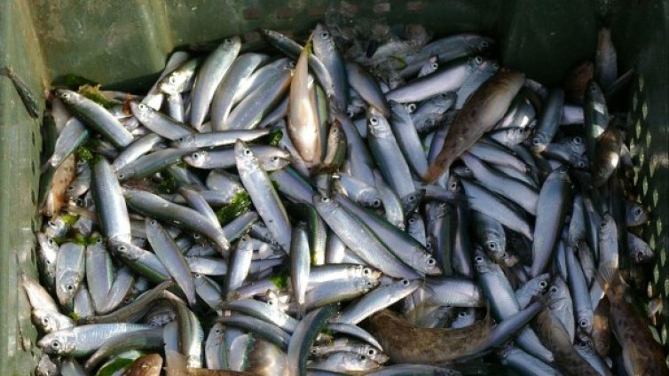 Прокурорка разследва прокурор заради бракониерство