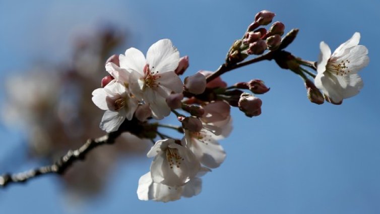 Пролетта настъпва! Температурите днес &ndash; до 25&deg;С