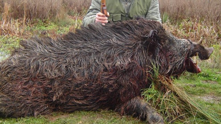 6 млн. лева са приходите от ловен туризъм 