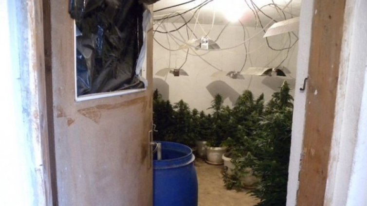 Разкриха оранжерия за наркотици в Добричко