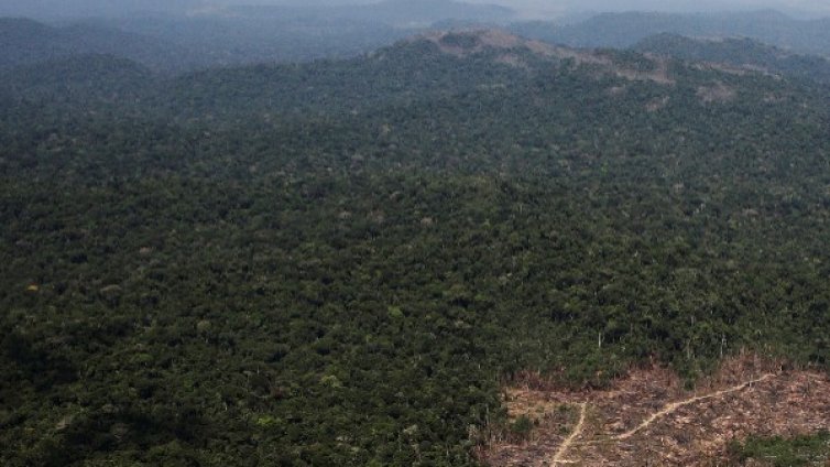 Преброиха дървесните видове на Земята &ndash; те са 60 000