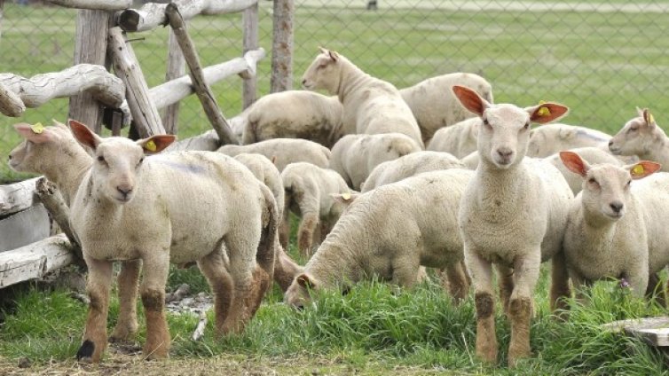 Фермерът пребил до смърт пастир: Невинен съм!