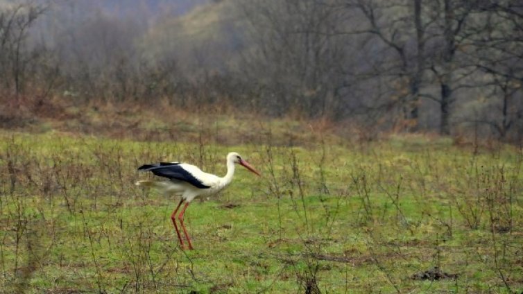 Времето ще продължи да се разваля с още студ и вятър