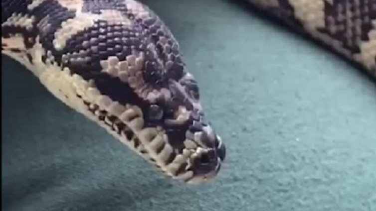 Питон наркоман ще лекува зависимостта си