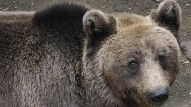 Баба Меца се събуди&hellip; за ужас в Смолянско 