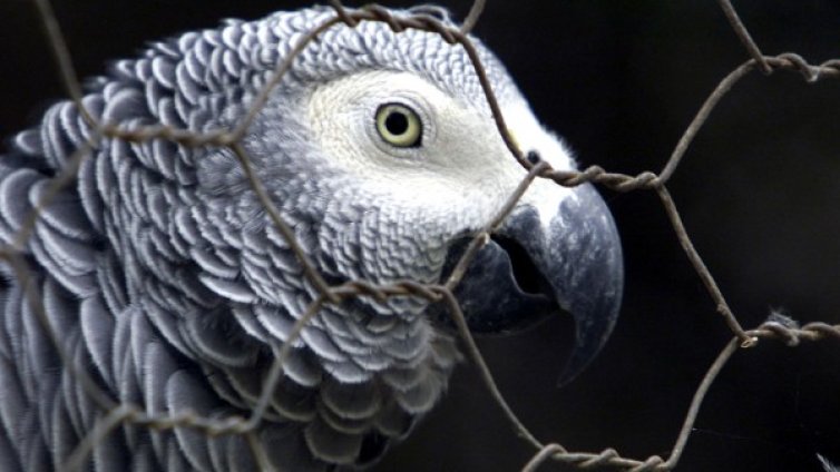 Ей, пич! Говорещият папагал Арчибалд с нов дом &ndash; МЗ