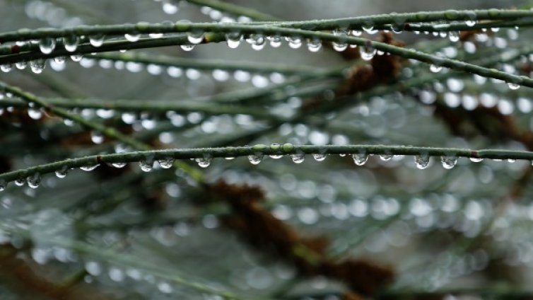 Облачен и дъждовен Гергьовден, температурите до 22&deg;