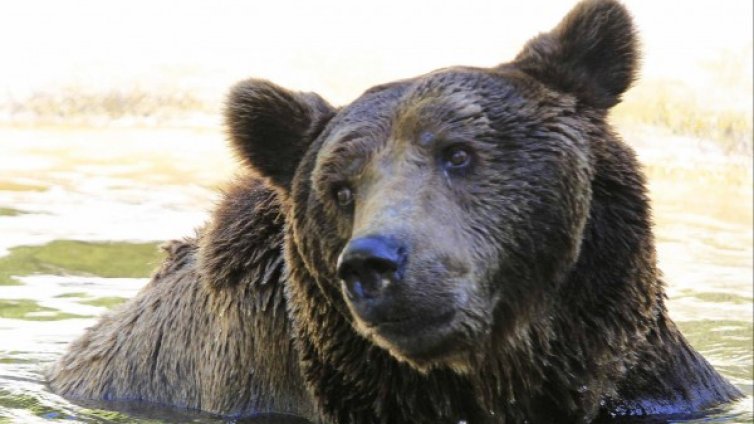 Мечка стръвница изяде 4 телета в Хасковско