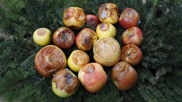 "Венец" от гнили ябълки за... Семейния кодекс