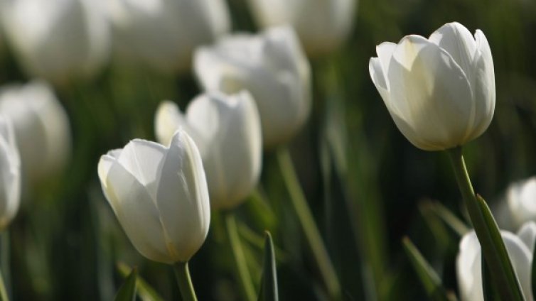 До обед &ndash; слънчево, от обяд обаче почва заоблачаване