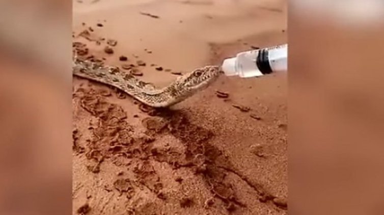 Жега! Поят змия с вода, страдаща от жажда