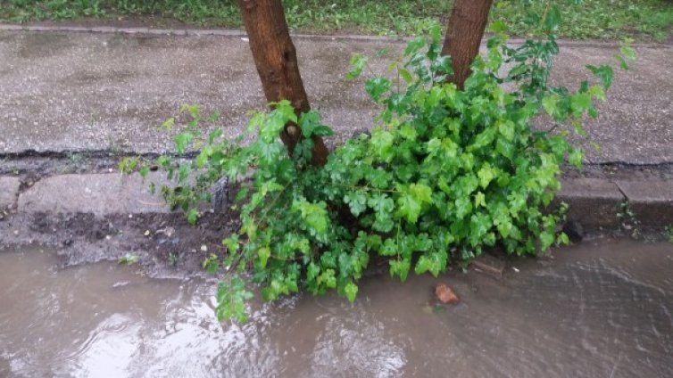 Дърво на пътното платно – ей така, до бордюра!