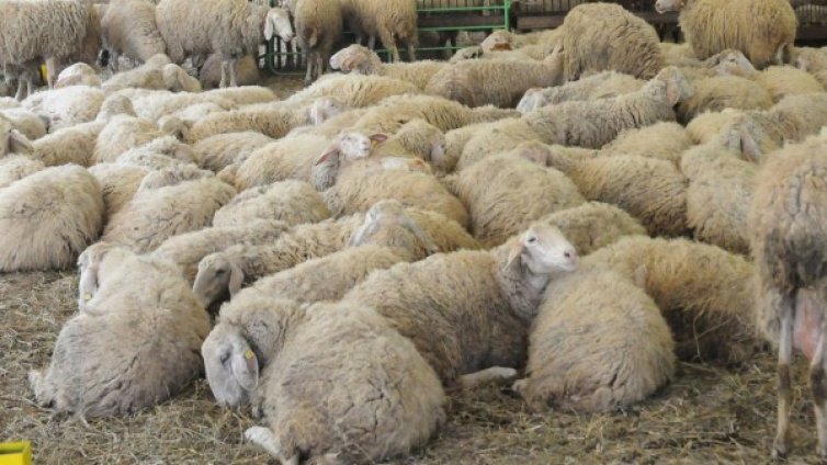 Чакали вилнеят в Габровско, нападат кози, овце