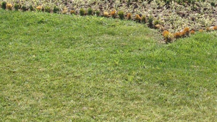 От "кални точки" в зелени &ndash; затревяват 100 дка в София