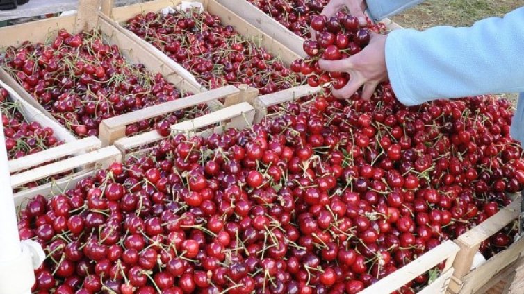 Родната полиция ги пази... черешите в Кюстендилско