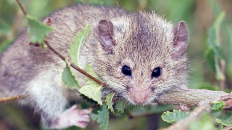 След 40 г.: Снимаха рядък наш бозайник