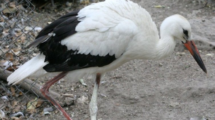 Акция: Спасиха ранен щъркел на АМ "Тракия"