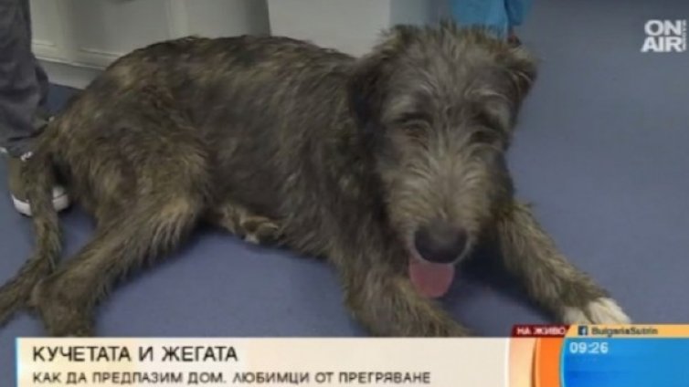 Горещото време – бреме и за четириногите ни любимци