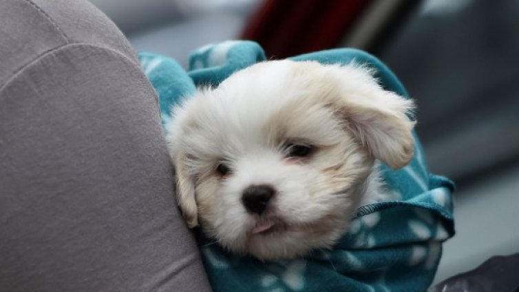 По 4 кучета на ден излизат от България