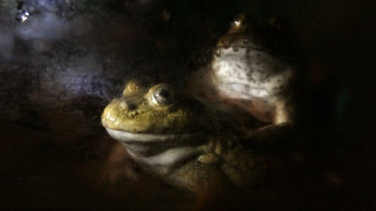 Шокирана туристка се ожали в РЗИ, видяла жаба в хотел в Хисаря
