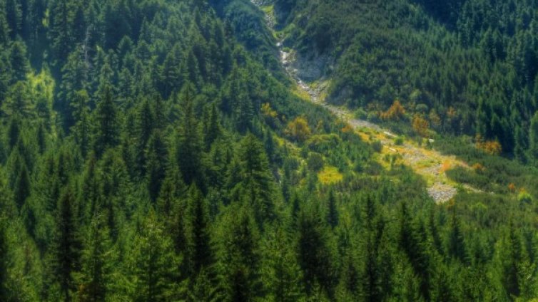 Издирват жена, изгубила се в Лозенска планина