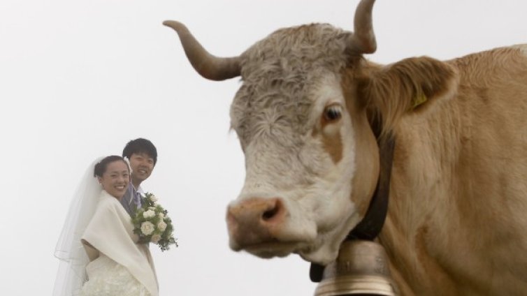 Сватба по швейцарски: Чужденците бол, местните почти ги няма