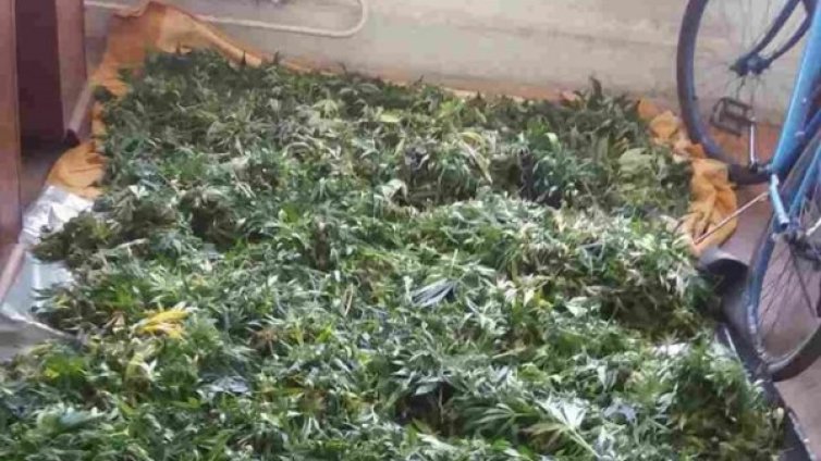 50 кила канабис къта китна наркоферма в Бургас