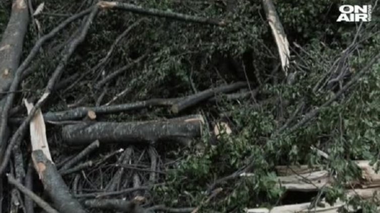 75-годишен с опасност за живота, върху него паднало дърво