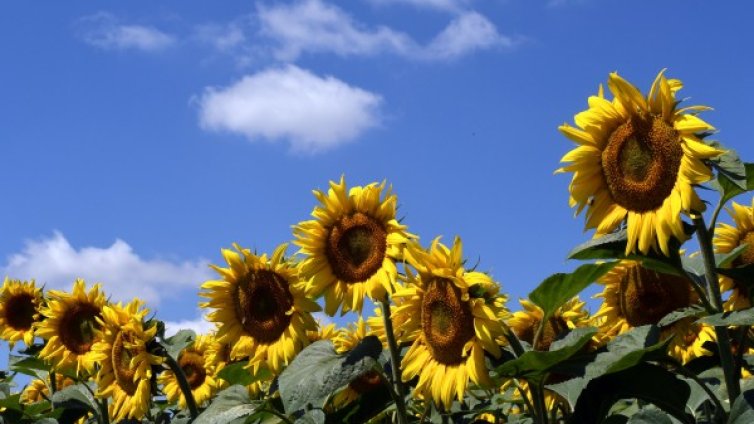 Жега и слънце и днес. Максималните температури до 39&deg;