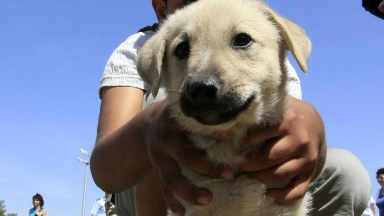 Жестокост: 10-годишен уби  пред връстници малко кученце